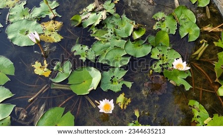 White lotus group abstract background natural quiet pure beautiful cool peaceful eyes feel at ease peace of mind beautiful natural background white flower illustration Royalty-Free Stock Photo #2344635213