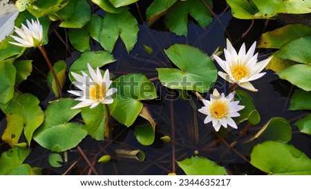 White lotus group abstract background natural quiet pure beautiful cool peaceful eyes feel at ease peace of mind beautiful natural background white flower illustration Royalty-Free Stock Photo #2344635217