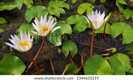 White lotus group abstract background natural quiet pure beautiful cool peaceful eyes feel at ease peace of mind beautiful natural background white flower illustration Royalty-Free Stock Photo #2344635219