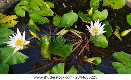 White lotus group abstract background natural quiet pure beautiful cool peaceful eyes feel at ease peace of mind beautiful natural background white flower illustration Royalty-Free Stock Photo #2344635223