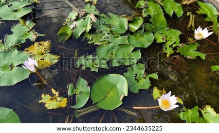 White lotus group abstract background natural quiet pure beautiful cool peaceful eyes feel at ease peace of mind beautiful natural background white flower illustration Royalty-Free Stock Photo #2344635225