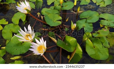 White lotus group abstract background natural quiet pure beautiful cool peaceful eyes feel at ease peace of mind beautiful natural background white flower illustration Royalty-Free Stock Photo #2344635237