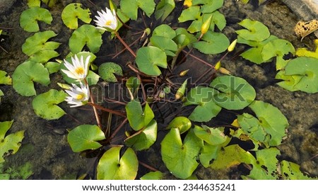White lotus group abstract background natural quiet pure beautiful cool peaceful eyes feel at ease peace of mind beautiful natural background white flower illustration Royalty-Free Stock Photo #2344635241