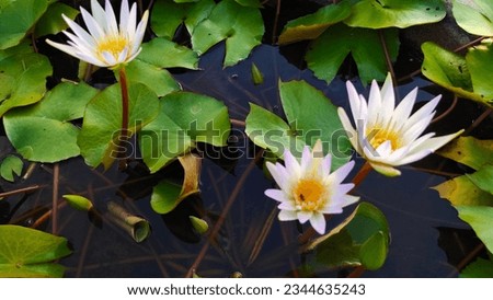 White lotus group abstract background natural quiet pure beautiful cool peaceful eyes feel at ease peace of mind beautiful natural background white flower illustration Royalty-Free Stock Photo #2344635243