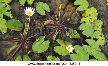White lotus group abstract background natural quiet pure beautiful cool peaceful eyes feel at ease peace of mind beautiful natural background white flower illustration Royalty-Free Stock Photo #2344635245