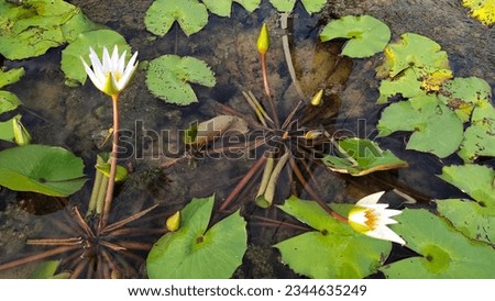 White lotus group abstract background natural quiet pure beautiful cool peaceful eyes feel at ease peace of mind beautiful natural background white flower illustration Royalty-Free Stock Photo #2344635249