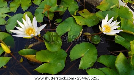 White lotus group abstract background natural quiet pure beautiful cool peaceful eyes feel at ease peace of mind beautiful natural background white flower illustration Royalty-Free Stock Photo #2344635255