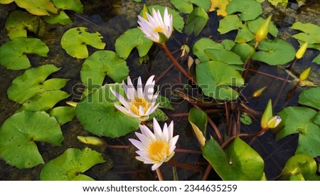 White lotus group abstract background natural quiet pure beautiful cool peaceful eyes feel at ease peace of mind beautiful natural background white flower illustration Royalty-Free Stock Photo #2344635259