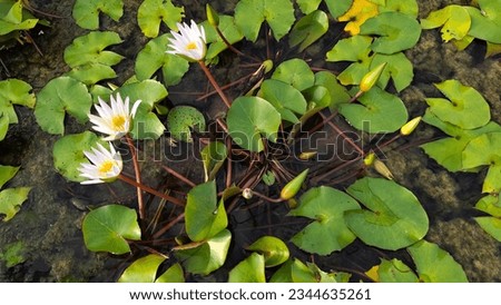 White lotus group abstract background natural quiet pure beautiful cool peaceful eyes feel at ease peace of mind beautiful natural background white flower illustration Royalty-Free Stock Photo #2344635261