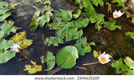White lotus group abstract background natural quiet pure beautiful cool peaceful eyes feel at ease peace of mind beautiful natural background white flower illustration Royalty-Free Stock Photo #2344635269