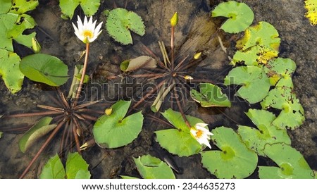 White lotus group abstract background natural quiet pure beautiful cool peaceful eyes feel at ease peace of mind beautiful natural background white flower illustration Royalty-Free Stock Photo #2344635273