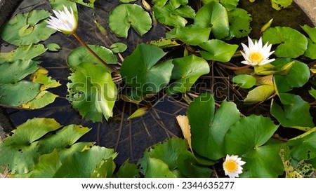 White lotus group abstract background natural quiet pure beautiful cool peaceful eyes feel at ease peace of mind beautiful natural background white flower illustration Royalty-Free Stock Photo #2344635277