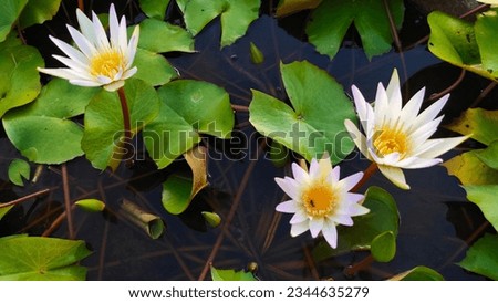 White lotus group abstract background natural quiet pure beautiful cool peaceful eyes feel at ease peace of mind beautiful natural background white flower illustration Royalty-Free Stock Photo #2344635279