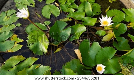 White lotus group abstract background natural quiet pure beautiful cool peaceful eyes feel at ease peace of mind beautiful natural background white flower illustration Royalty-Free Stock Photo #2344635281