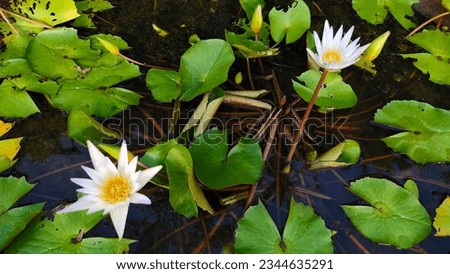 White lotus group abstract background natural quiet pure beautiful cool peaceful eyes feel at ease peace of mind beautiful natural background white flower illustration Royalty-Free Stock Photo #2344635291