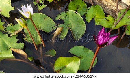 White lotus group abstract background natural quiet pure beautiful cool peaceful eyes feel at ease peace of mind beautiful natural background white flower illustration Royalty-Free Stock Photo #2344635297