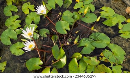 White lotus group abstract background natural quiet pure beautiful cool peaceful eyes feel at ease peace of mind beautiful natural background white flower illustration Royalty-Free Stock Photo #2344635299