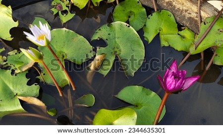 White lotus group abstract background natural quiet pure beautiful cool peaceful eyes feel at ease peace of mind beautiful natural background white flower illustration Royalty-Free Stock Photo #2344635301