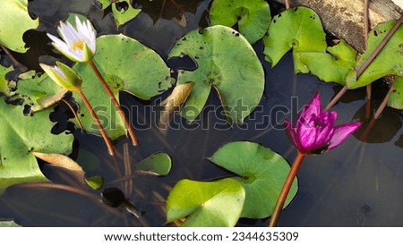 White lotus group abstract background natural quiet pure beautiful cool peaceful eyes feel at ease peace of mind beautiful natural background white flower illustration Royalty-Free Stock Photo #2344635309