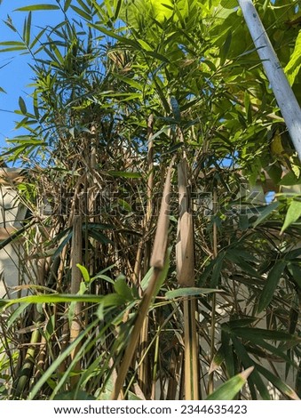 small bamboo tree in front of house in indonesia