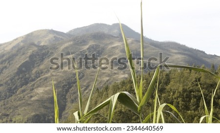 pictures of mountain slopes in the morning, Tawangmangu, Karanganyar, Central Java