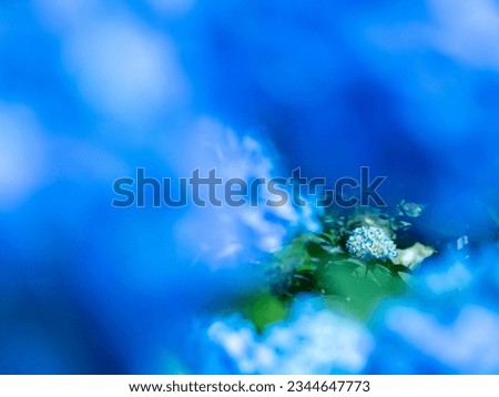 
Hydrangea blue light summer picture