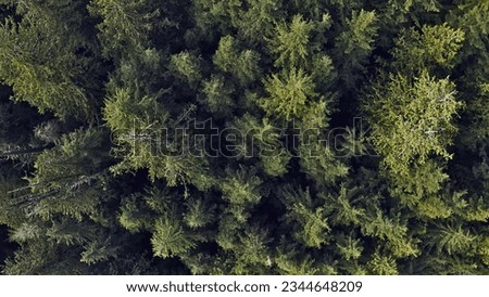 Forestry industry aerial picture. Green forest tree tops from a bird's eye view.