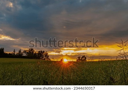 sunset on green field near forest in summer