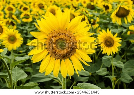 Sunflower field in summer stock photo