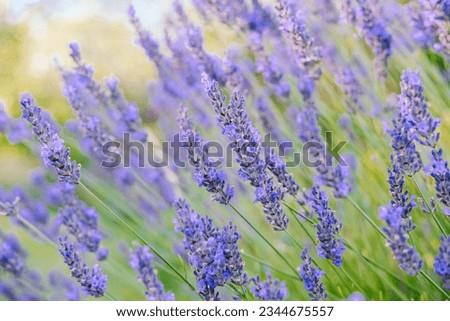 Lavender flowers field, close up picture of purple flowers 