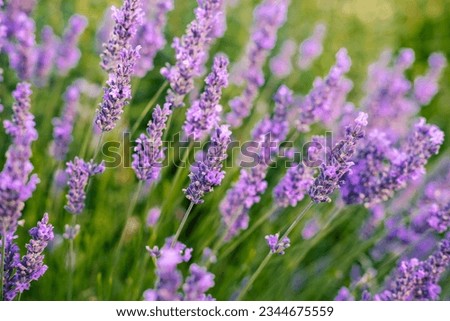 Lavender flowers field, close up picture of purple flowers 