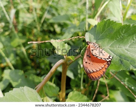 small butterfly on a leaf