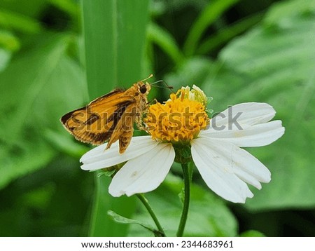 small butterfly with sweet flowers