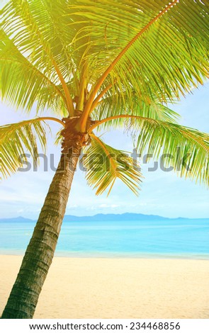 Tropical coast, beach with hang palm trees