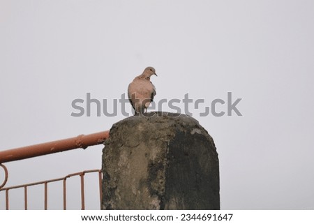 Beautiful dove, outdoor picture of beautiful dove