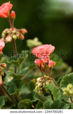 Developing young buds of a geranium flower