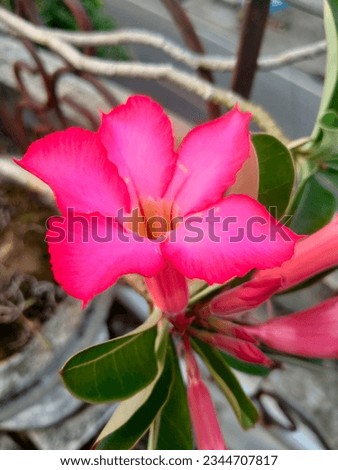 Kamboja flower in a pot so beautiful.
