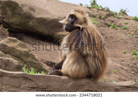 Dominant alpha male baboon sitting on a rock guarding his territory.