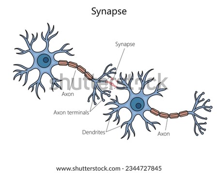 Synapse connection diagram schematic vector illustration. Medical science educational illustration Royalty-Free Stock Photo #2344727845