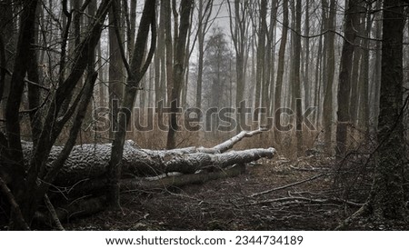 Black Forest, Germany Dark 4K