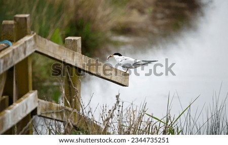 Common tern with a fish for its chcik Royalty-Free Stock Photo #2344735251
