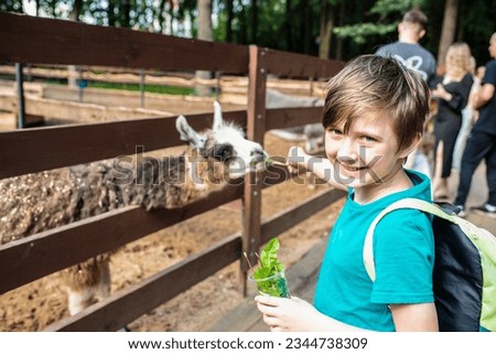 a happy boy in a petting zoo stands at the fence with a llama, feeds the animal. A 10-year-old child holds a cup with dandelion leaves, wants to feed the llama. Royalty-Free Stock Photo #2344738309