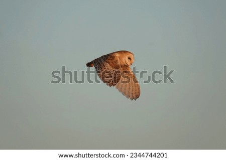 A barn owl flying in the sunset glow at dusk against a clear sky background.