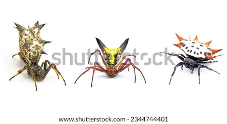 Three orb weaver spiders with sharp spikes or spines found in Florida. castleback orbweaver - Micrathena gracilis, arrow shaped - Micrathena sagittata, spiny backed crab - Gasteracantha cancriformis Royalty-Free Stock Photo #2344744401
