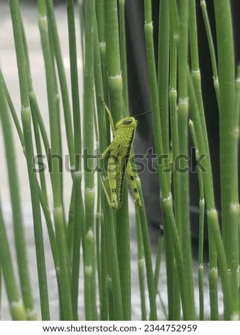 Green locust or Latin name Oxya serville that is perched among water bamboo.