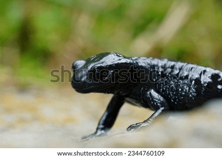 Natural closeup on the charcoal black Alpine salamander, Salamandra atra in the Austrian Carinthian Alps