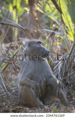 male chacma or cape baboon, Papio ursinus, sitting on the forest floor and relaxing