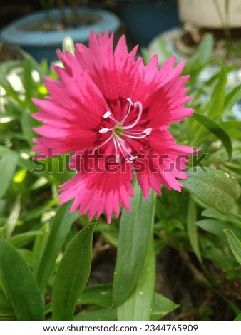 Pink dianthus flowers with green leaves in the background.