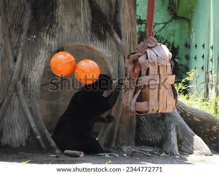 The sun bear is a species in the family Ursidae occurring in the tropical forests of Southeast Asia. It is the smallest bear, standing nearly 70 cm at the shoulder and weighing 25 65 kg. Royalty-Free Stock Photo #2344772771