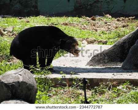 The sun bear is a species in the family Ursidae occurring in the tropical forests of Southeast Asia. It is the smallest bear, standing nearly 70 cm at the shoulder and weighing 25 65 kg. Royalty-Free Stock Photo #2344772787